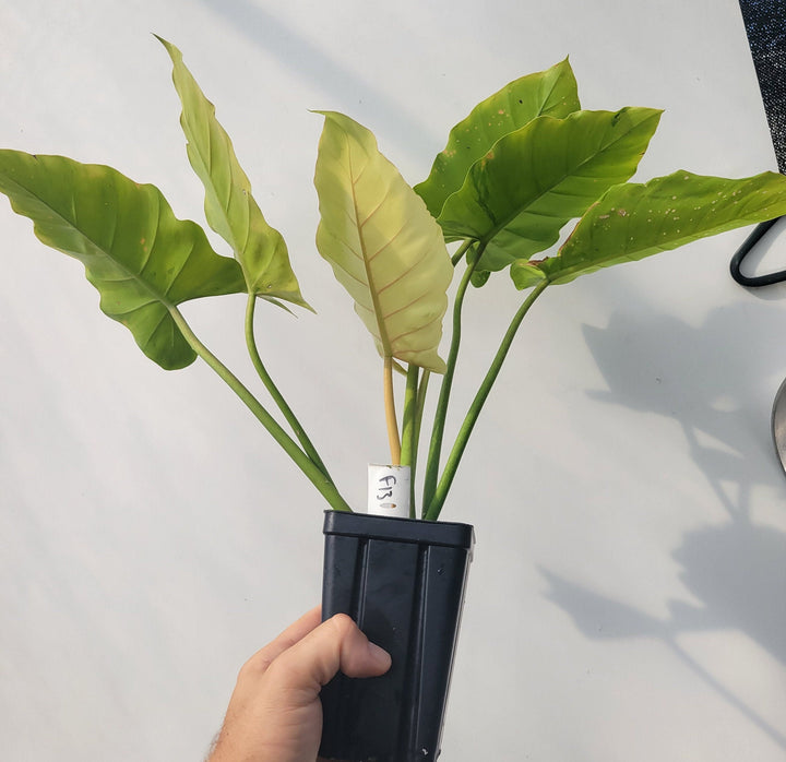 Philodendron Snowdrift US Seller, established & rooted exact plant pictured, 4&quot; pot  #f13