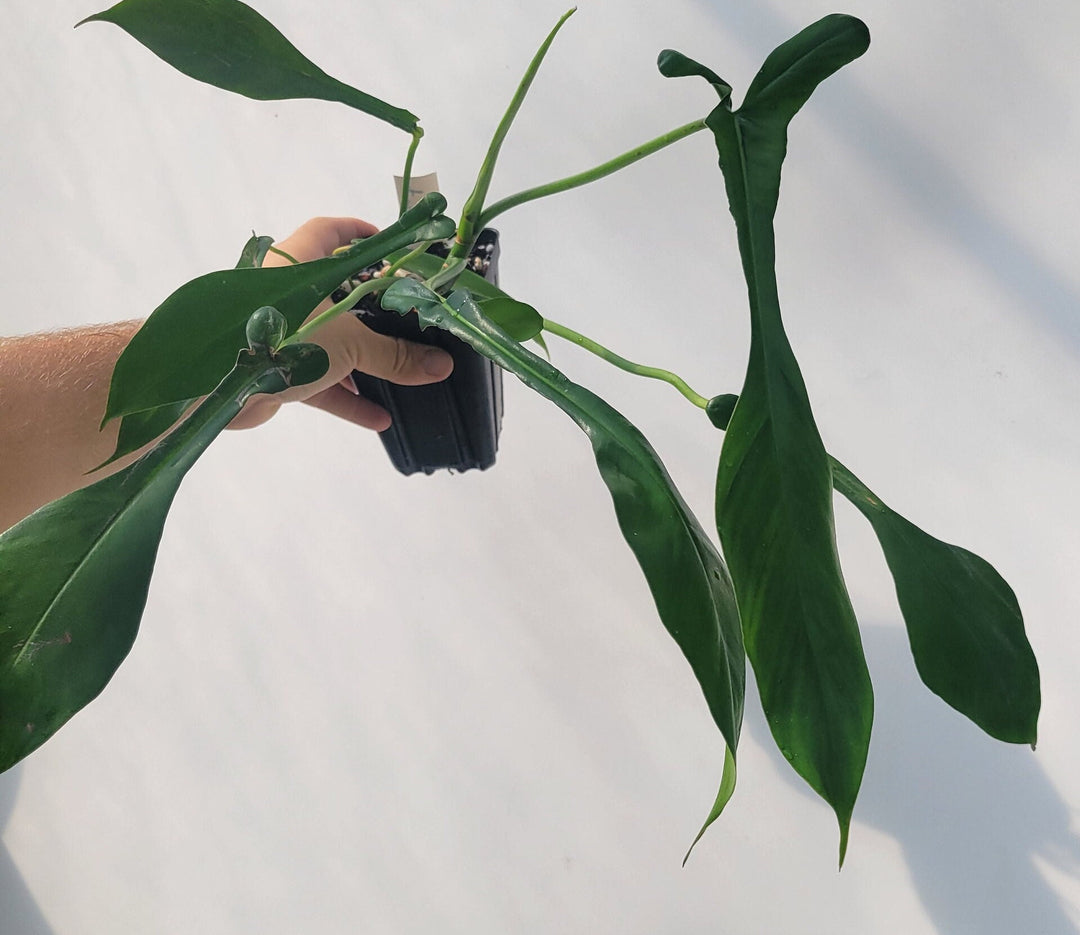 Philodendron Joepii, Very large rooted plant,  exact plant pictured in 4&quot; pot ,  US Seller #f7