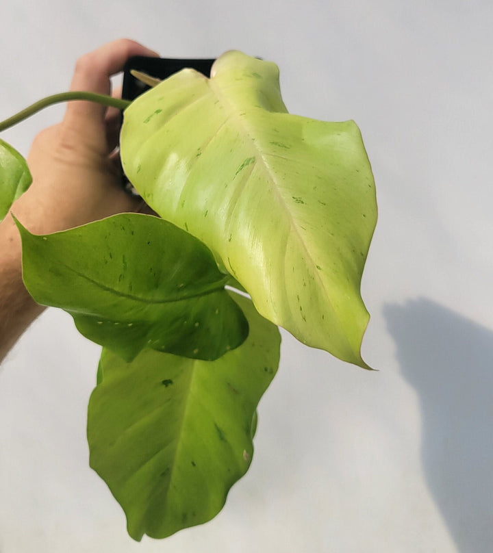 Philodendron Snowdrift , exact plant pictured in 4&quot; pot, established and expertly grown, US Seller #f11