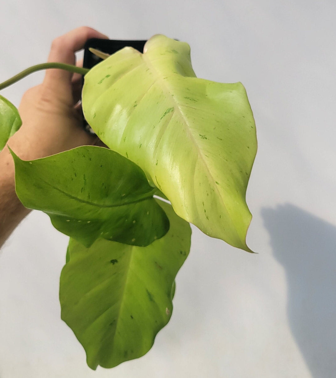 Philodendron Snowdrift , exact plant pictured in 4&quot; pot, established and expertly grown, US Seller #f11 - Nice Plants Good Pots