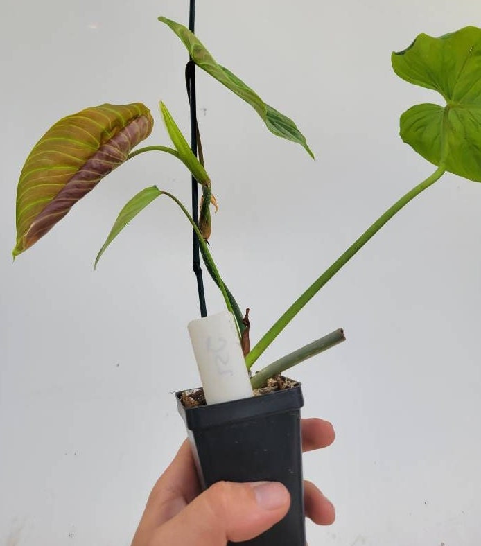 Philodendron Majestic,  Verrucosum x Sodiroi  hybrid,  Velvet leaf, Climbing aroid exact plant 4&quot; pot. US seller #J52