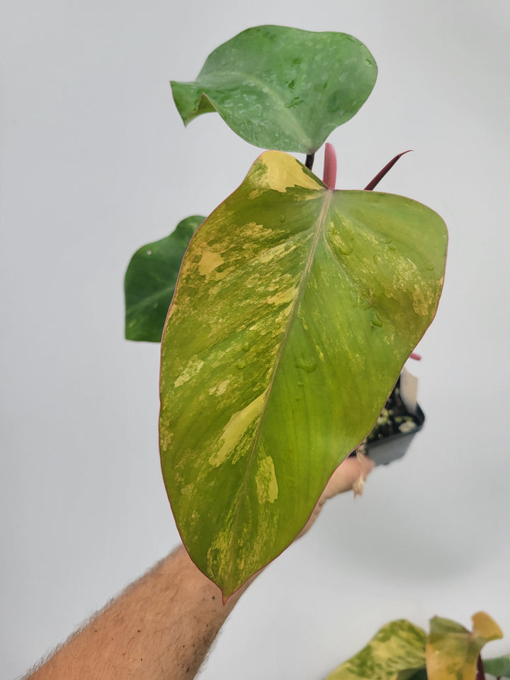 Philodendron Strawberry shake with High Variegation, unique collector specimen , established exact pictured  #M15