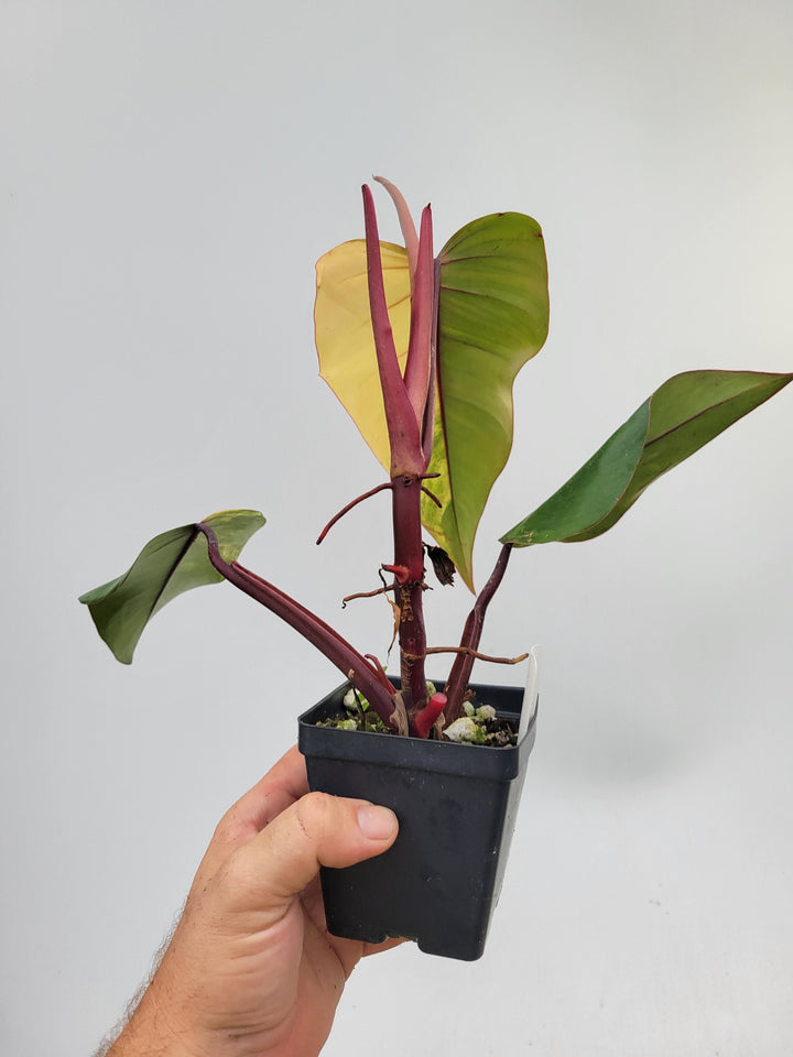 Philodendron Strawberry shake with High Variegation 2nd growth point, unique collector specimen , established exact pictured  #M19