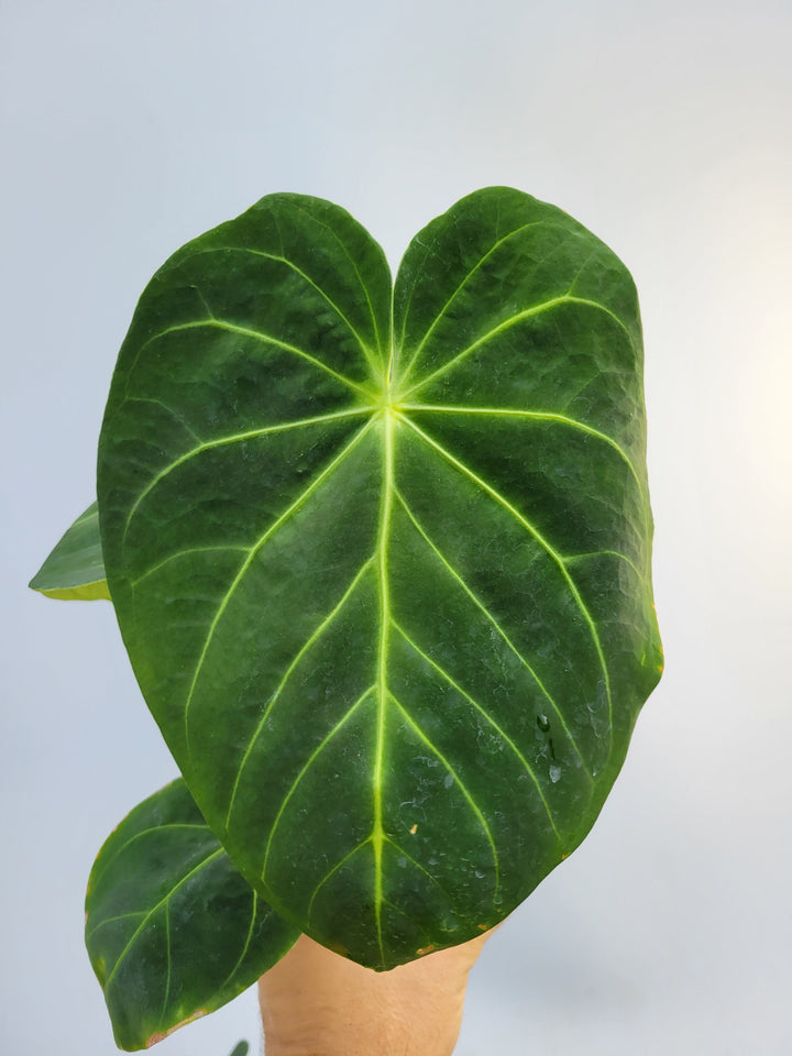 Anthurium Hoffmannii F2 (self crossed) . established ,exact plant pictured ,  seed Grown. US Seller #m9