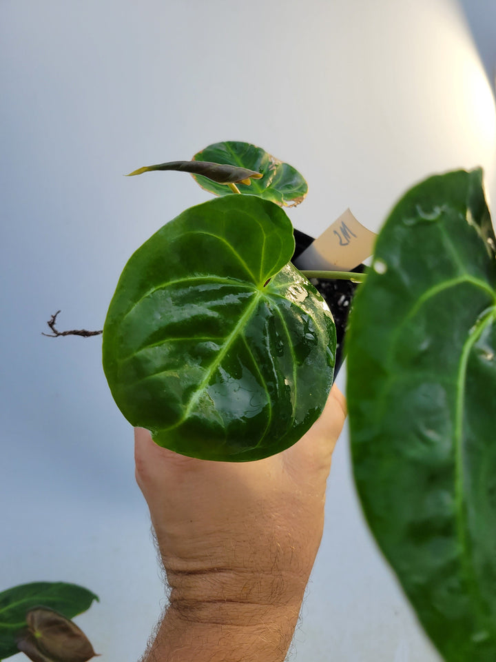 Anthurium Hoffmannii F2 (self crossed) . established ,exact plant pictured ,  seed Grown. US Seller #m5