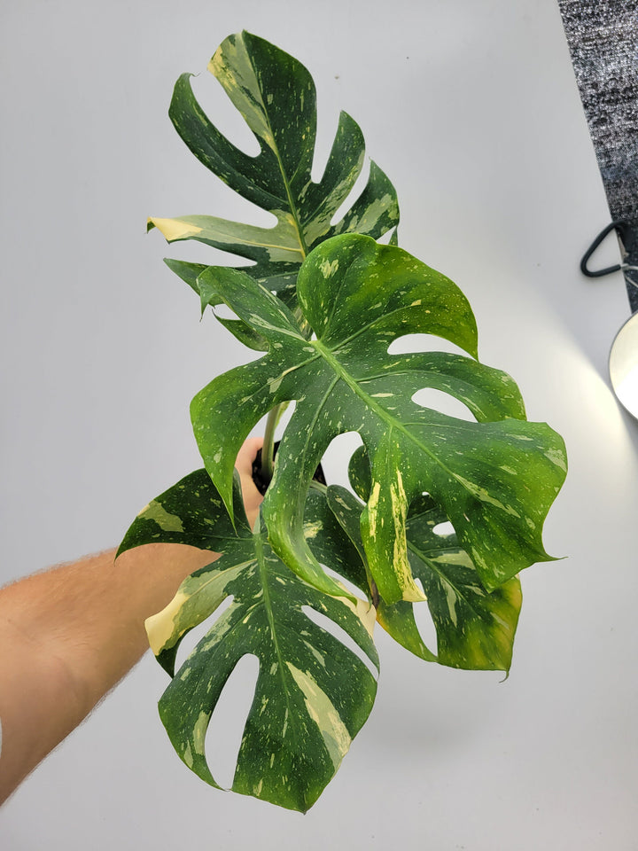 Monstera Thai Constellation, Nice XL size,  Highly variegated, Japanese Cultivar, exact plant pictured  US Seller #T4