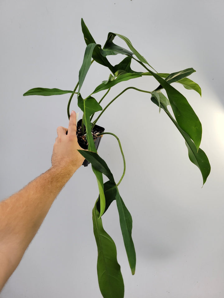 Philodendron Longilobatum, also known as  Lelano Miyano, a very unusual and hard to find, established and rooted US Seller,  #t15