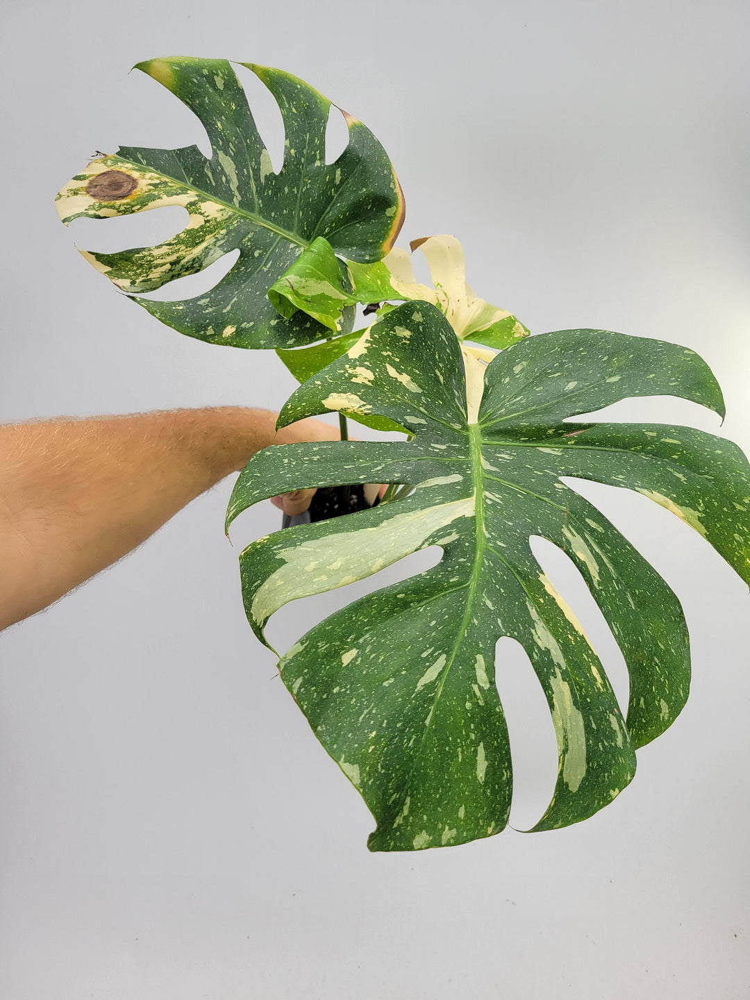 Monstera Thai Constellation, Nice XL size,  Highly variegated, Japanese Cultivar, exact plant pictured  US Seller #T3