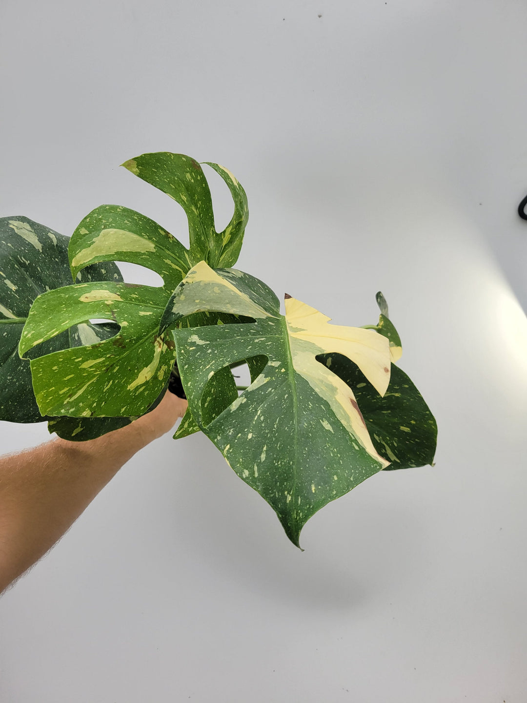 Monstera Thai Constellation, Nice XL size,  Highly variegated, Japanese Cultivar, exact plant pictured  US Seller #T9