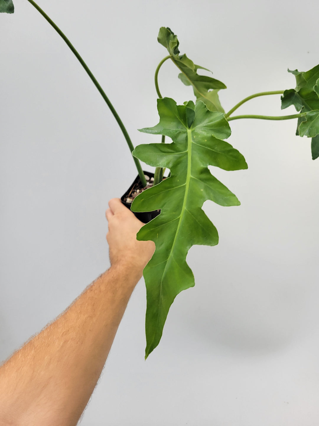 Philodendron Bob Cee.  Unusual leaf shape easy to care for indoor tropical , growers choice