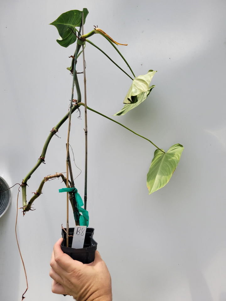 Philodendron Glorius. Gloriosum and Melanochrysum hybrid climbing aroid#B8
