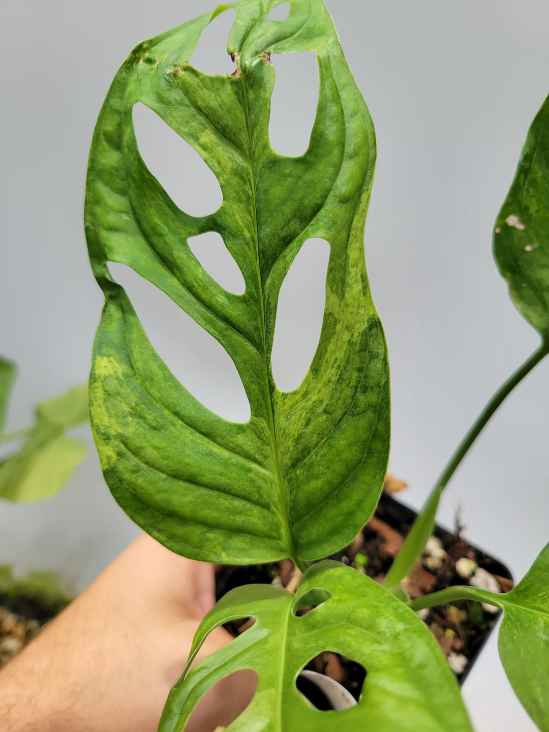 Variegated Monatera Adansonii Mint very Large! variegated swiss cheese plant, easy tropical plant US seller, #b18