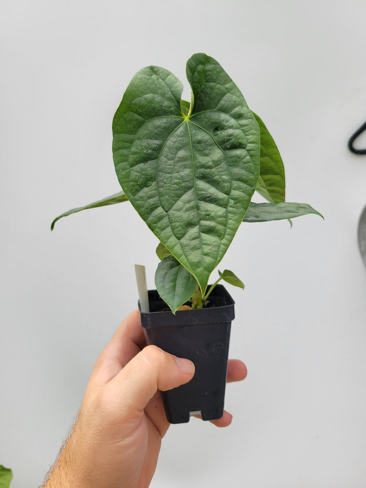 Anthurium Hoffmannii X  Luxurians , New Hybrid by NPGP, exact plant pictured,  seed Grown. US seller, #B16 - Nice Plants Good Pots