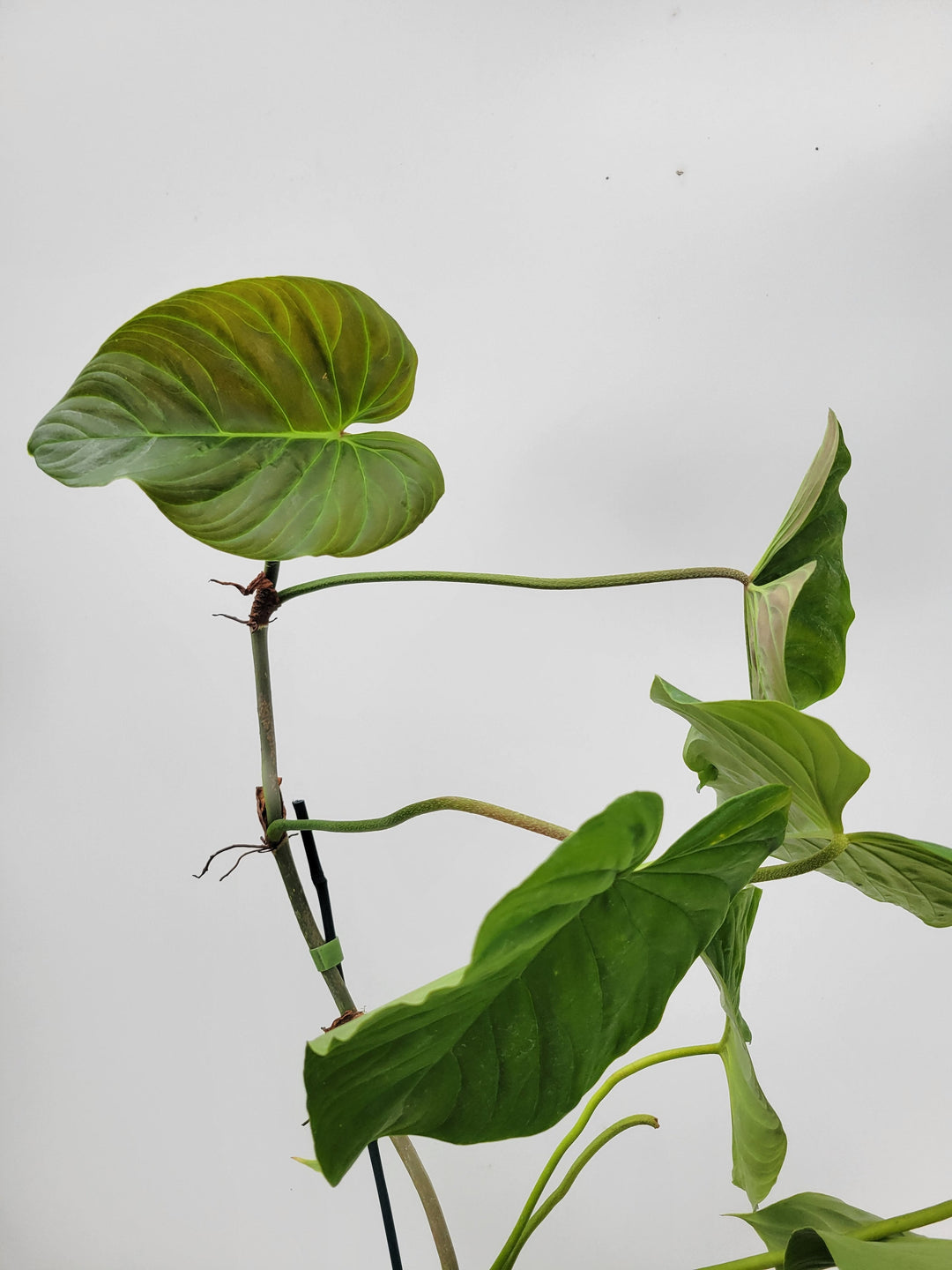 Philodendron Majestic,  Verrucosum x Sodiroi  hybrid,  Velvet leaf, Climbing aroid US seller #B3