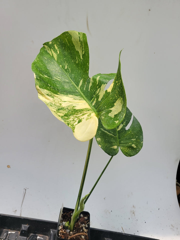 Monstera Thai Constellation,  XL size,  Highly variegated, Japanese Cultivar, exact plant pictured  US Seller #t38