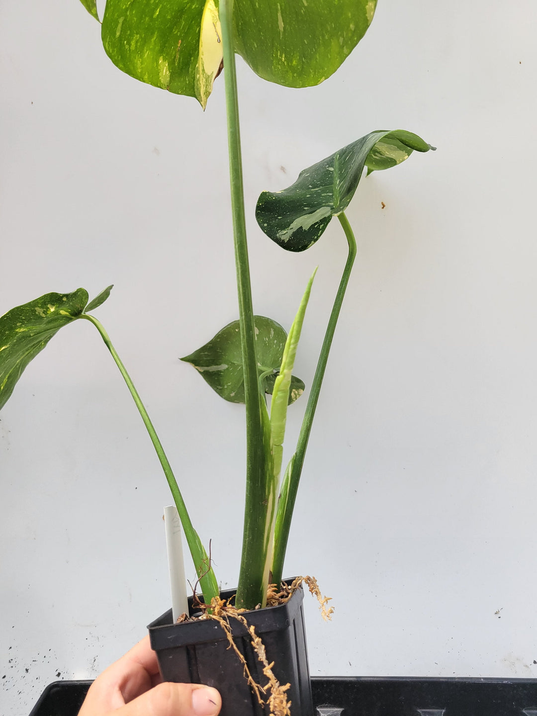 Monstera Thai Constellation,  XL size,  Highly variegated, Japanese Cultivar, exact plant pictured  US Seller #t41