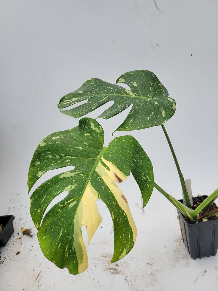 Monstera Thai Constellation,  XL size,  Highly variegated, Japanese Cultivar, exact plant pictured  US Seller #t30