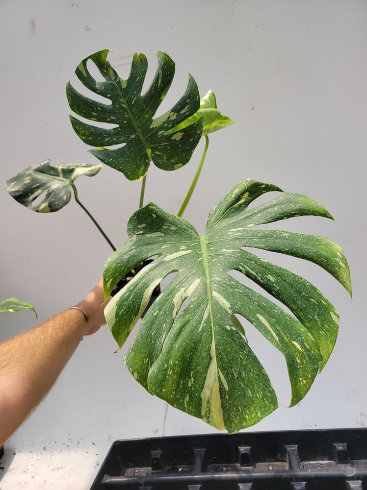 Monstera Thai Constellation,  XL size,  Highly variegated, Japanese Cultivar, exact plant pictured  US Seller #t44