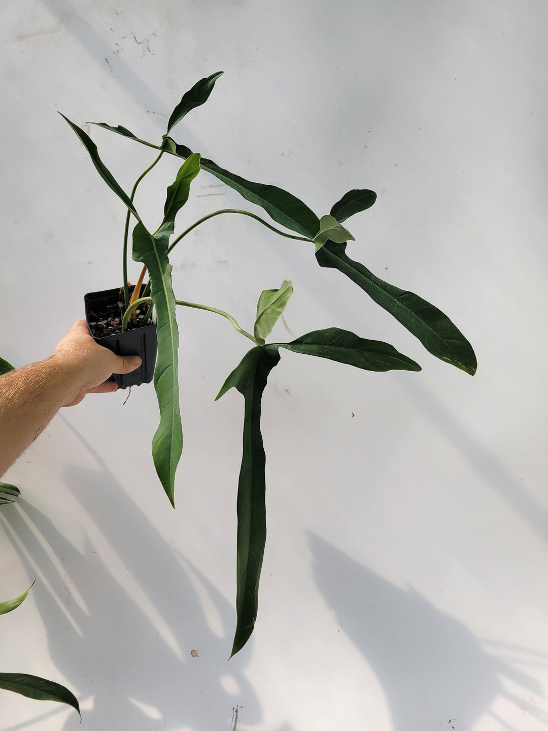 Philodendron Longilobatum, also known as  Lelano Miyano, a very unusual and hard to find, established and rooted US Seller,  #d1