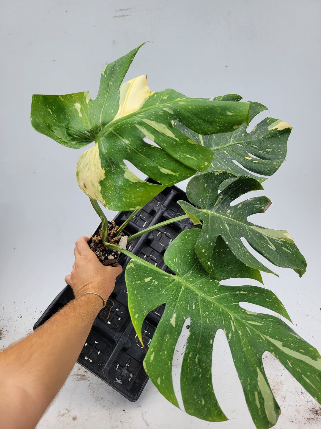 Monstera Thai Constellation,  XL size,  Highly variegated, Japanese Cultivar, exact plant pictured  US Seller #t31