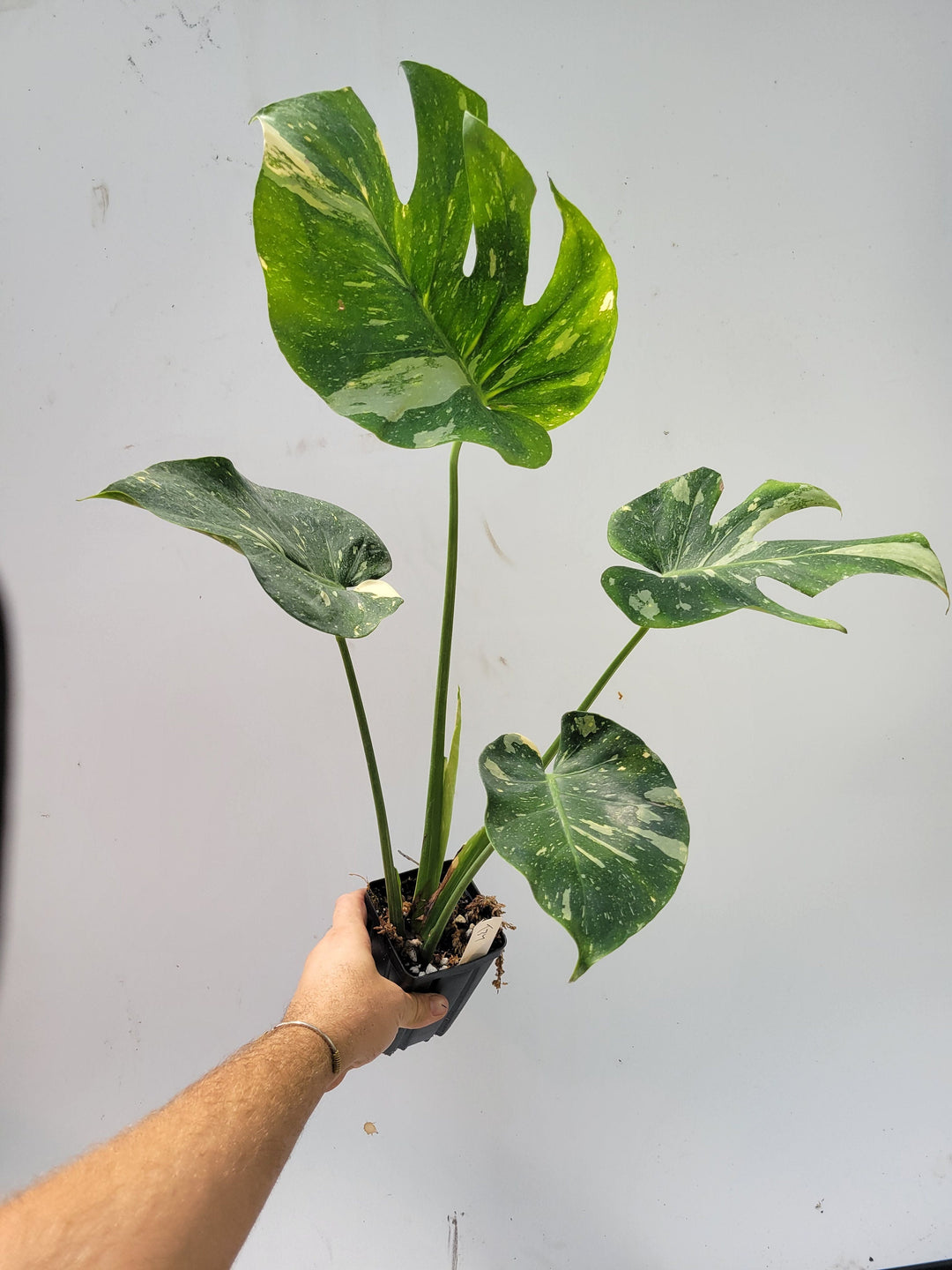 Monstera Thai Constellation,  XL size,  Highly variegated, Japanese Cultivar, exact plant pictured  US Seller #t37
