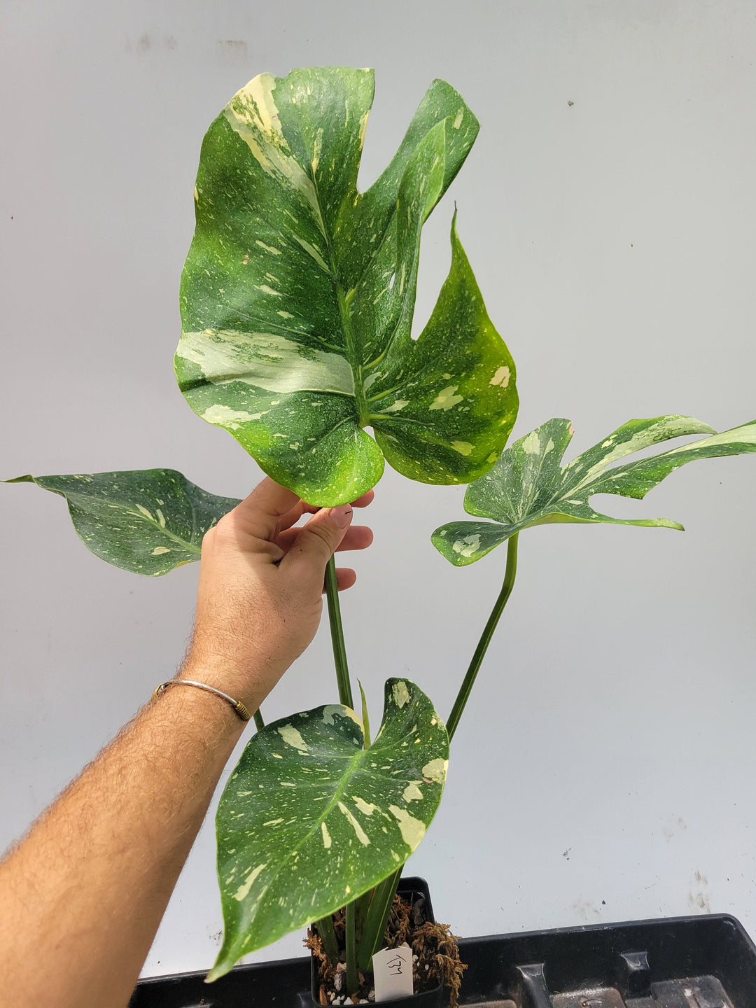 Monstera Thai Constellation,  XL size,  Highly variegated, Japanese Cultivar, exact plant pictured  US Seller #t37
