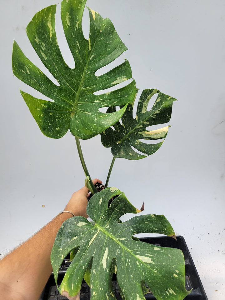 Monstera Thai Constellation,  XL size,  Highly variegated, Japanese Cultivar, exact plant pictured  US Seller #t36
