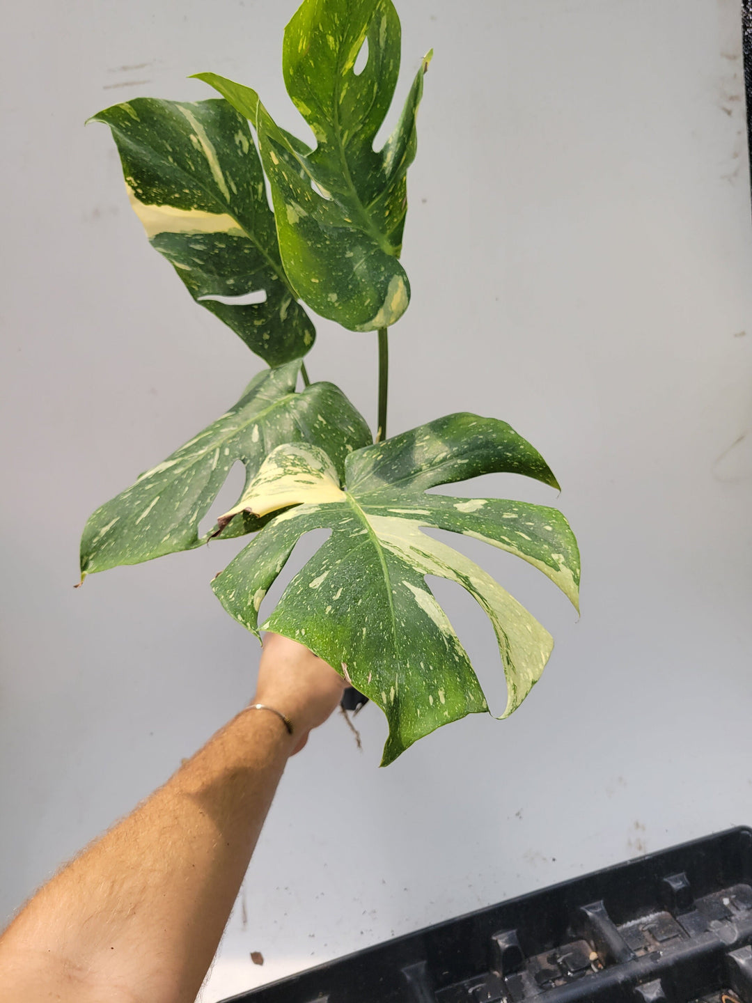 Monstera Thai Constellation,  XL size,  Highly variegated, Japanese Cultivar, exact plant pictured  US Seller #t47