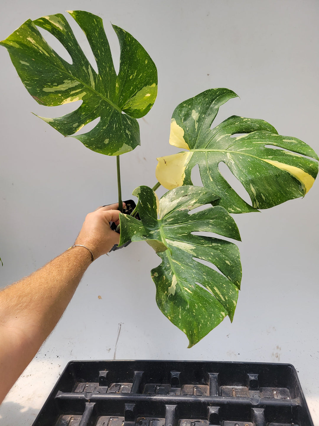 Monstera Thai Constellation,  XL size,  Highly variegated, Japanese Cultivar, exact plant pictured  US Seller #t43