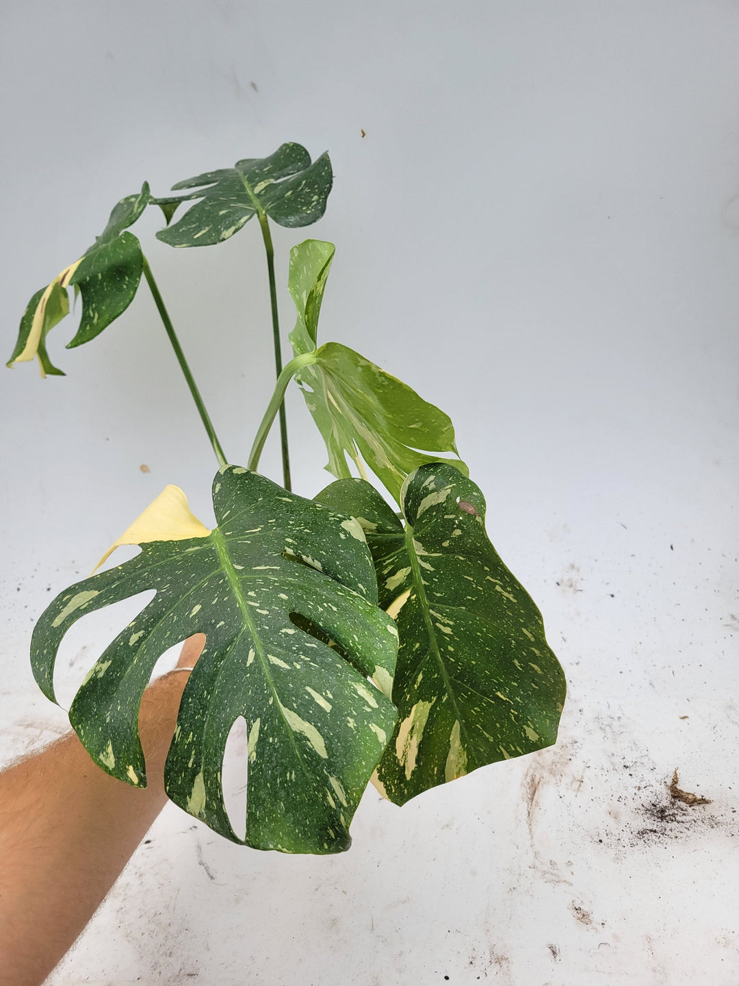 Monstera Thai Constellation,  XL size,  Highly variegated, Japanese Cultivar, exact plant pictured  US Seller #t30