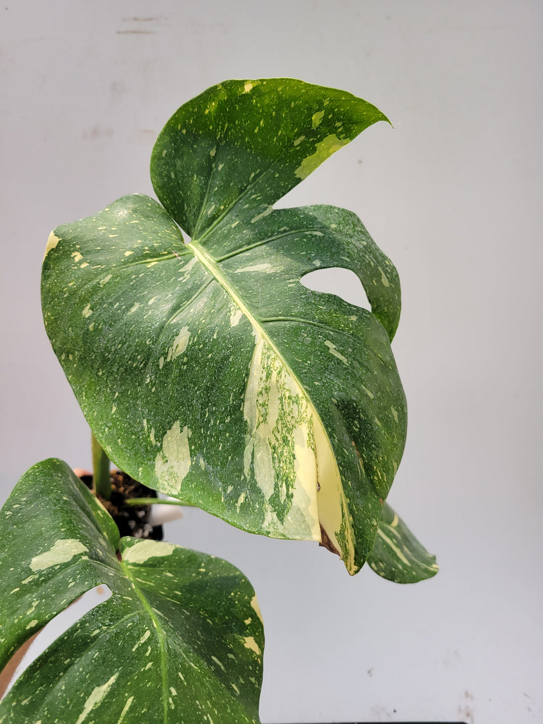 Monstera Thai Constellation,  XL size,  Highly variegated, Japanese Cultivar, exact plant pictured  US Seller #t41
