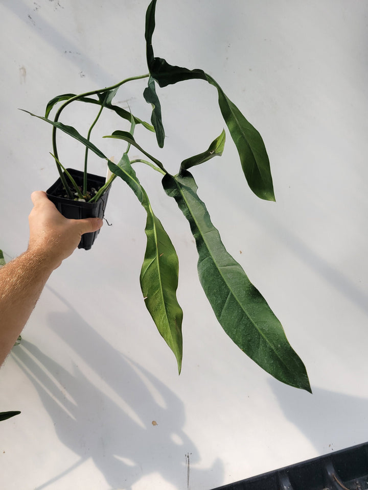Philodendron Longilobatum, also known as  Lelano Miyano, a very unusual and hard to find, established and rooted US Seller,  #d4